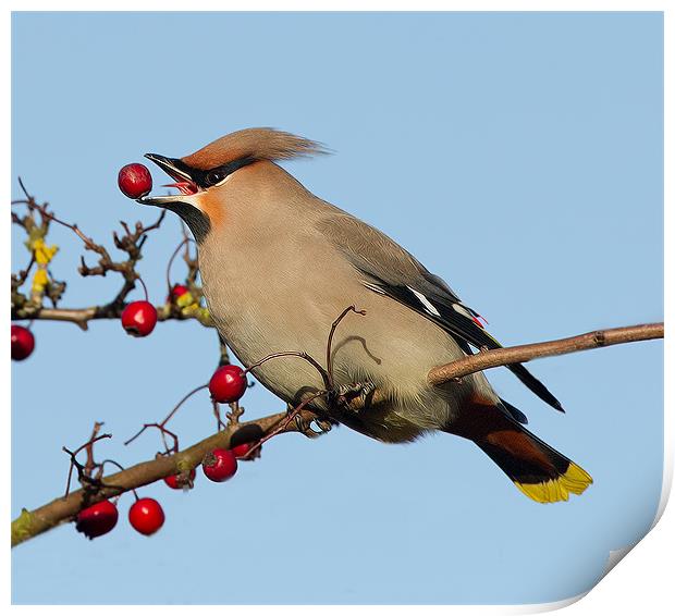 Waxwing 2 Print by Don Davis