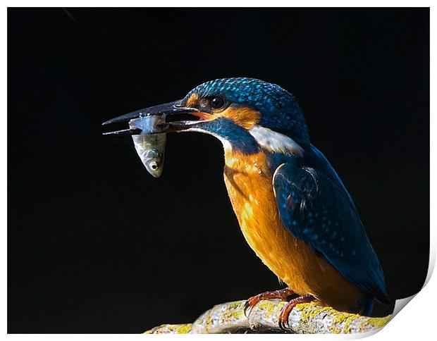 Kingfisher Print by Don Davis