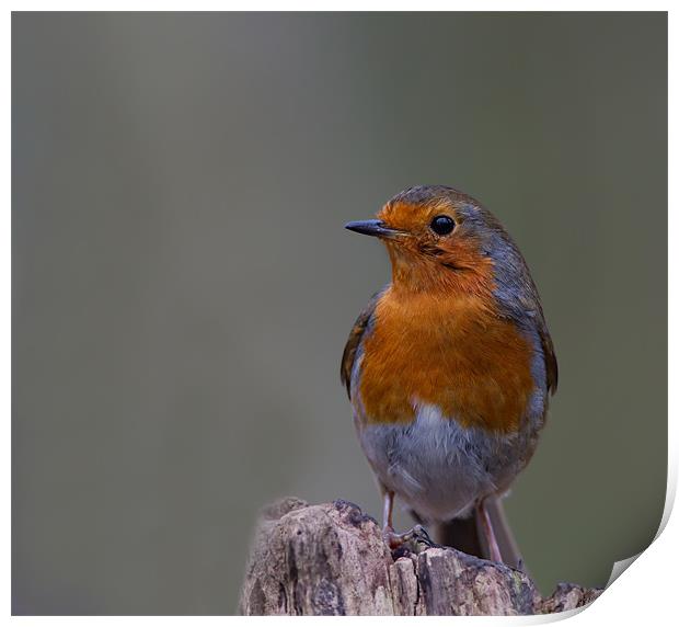 Robin of the Woods. Print by Don Davis