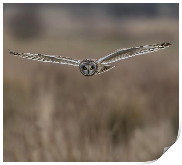 Short - Eared Owl. Print by Don Davis