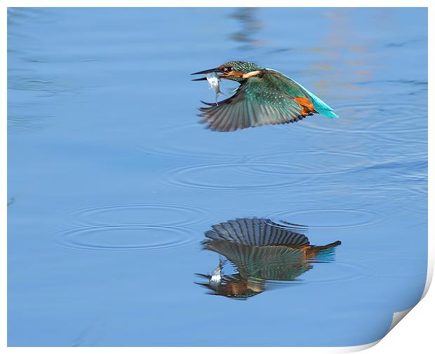 Kingfisher / Reflection. Print by Don Davis