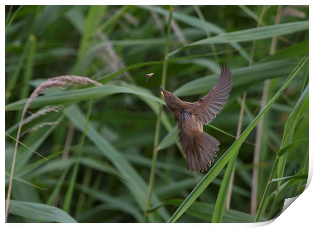  Reed Warbler about to have lunch Print by Don Davis