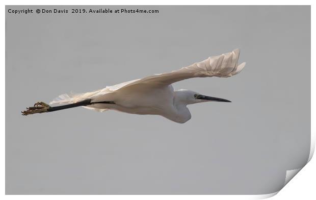 Little Egret. Print by Don Davis