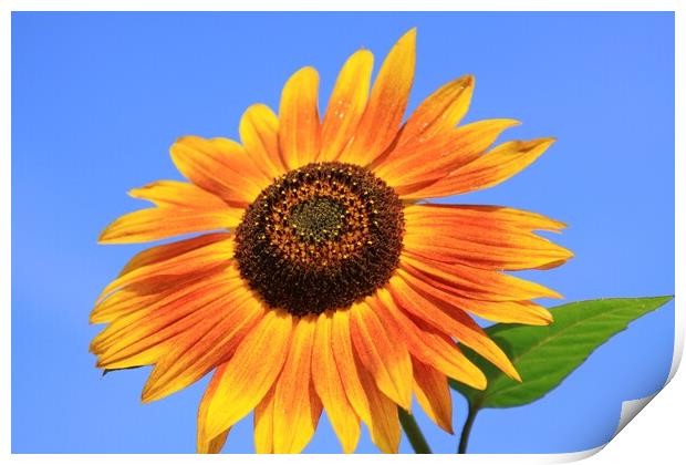 Sun Flower Print by peter tachauer