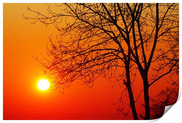 The Sun & Tree Print by peter tachauer