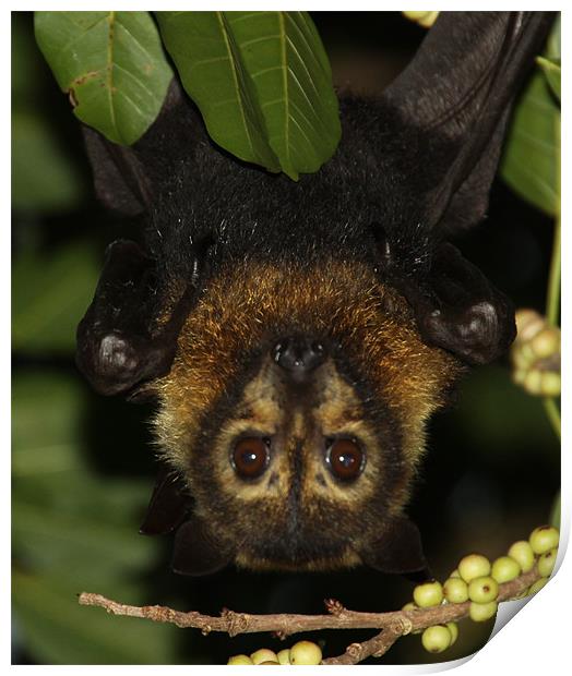 Fruit Bat Print by peter tachauer