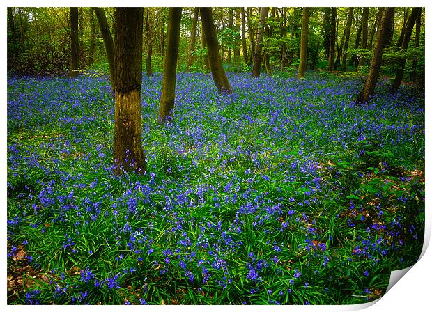 Bluebell Wood Wanstead Print by peter tachauer