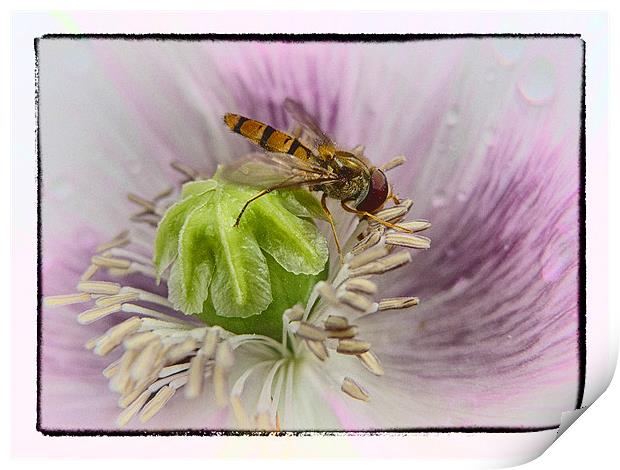 Hover Fly Print by peter tachauer