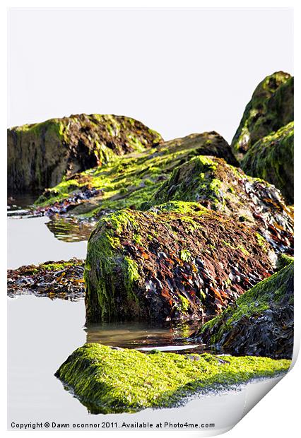 Seaweed on Rocks, Rottindean, East Sussex Print by Dawn O'Connor