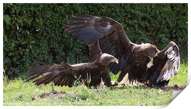 Sea Eagles Fighting over chick Print by Dawn O'Connor