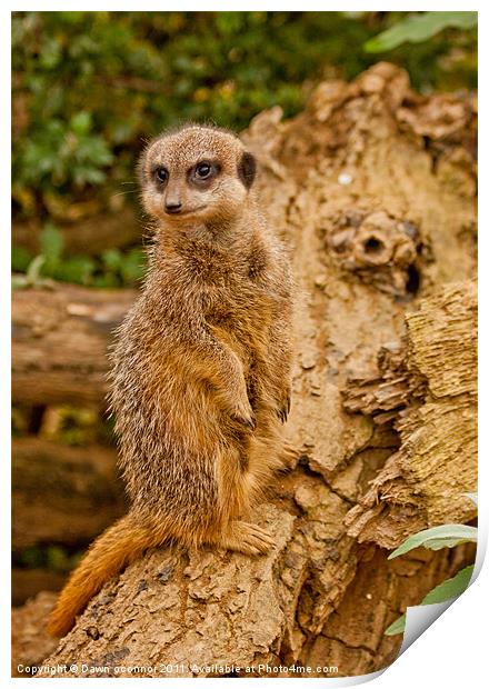 Meerkat Standing Print by Dawn O'Connor