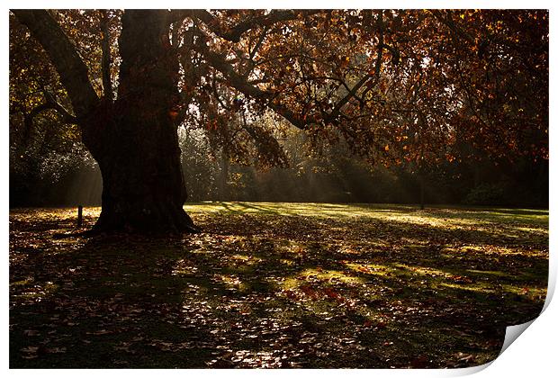 Sunbeams and Oak Tree Print by Dawn O'Connor