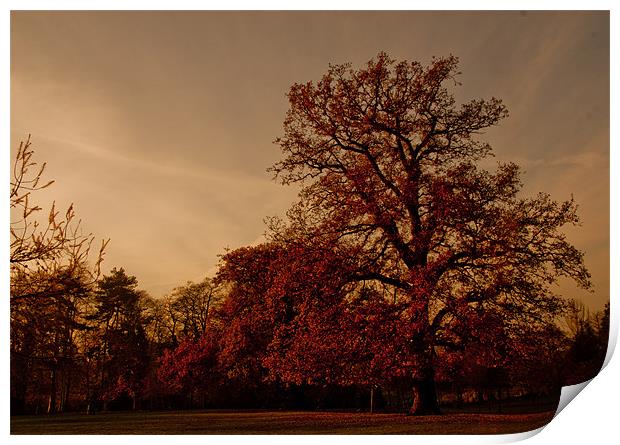 Ye Olde Oak Tree Print by Dawn O'Connor