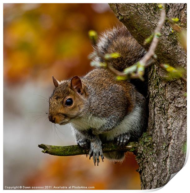 Grey Squirrel Print by Dawn O'Connor