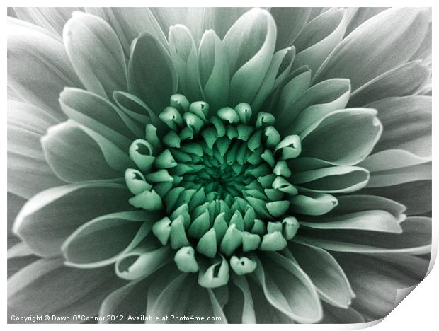 Green and White Flower Print by Dawn O'Connor