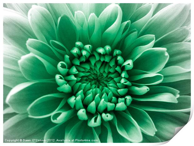 Green Flower Print by Dawn O'Connor