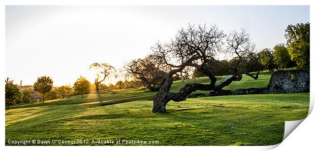 Lesnes Abbey Ruins, Abbeywood Print by Dawn O'Connor