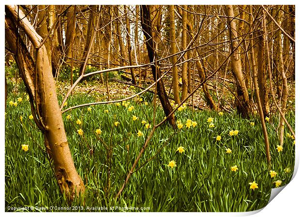 Daffodils in the Woods Print by Dawn O'Connor