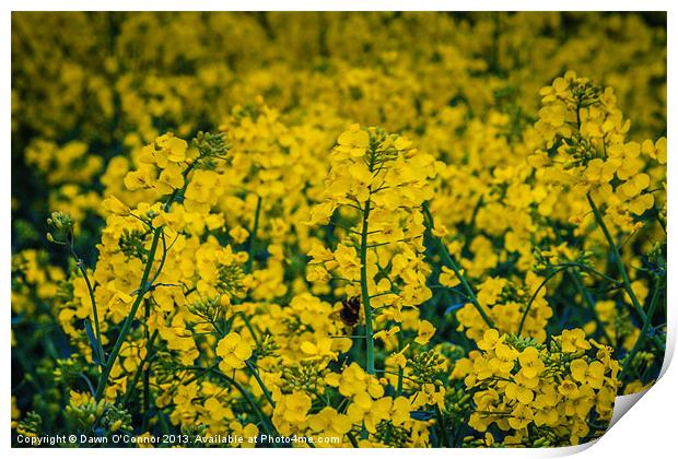 Rapeseed Print by Dawn O'Connor