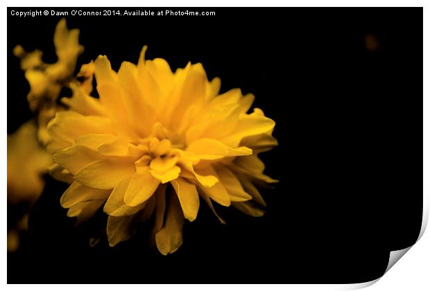 Yellow Flower Print by Dawn O'Connor