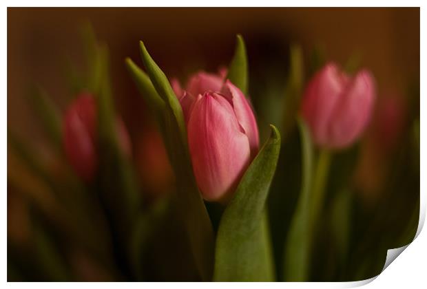 Pretty in Pink - Tulips Print by Dawn O'Connor