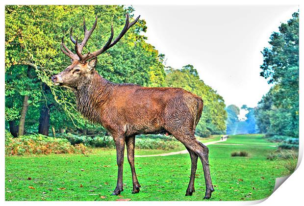 Red Deer, Richmond Park, London, UK Print by Dawn O'Connor