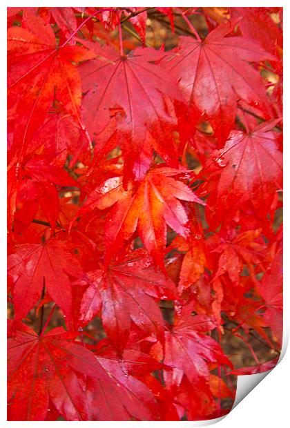 Autumn Leaves Print by Dawn O'Connor