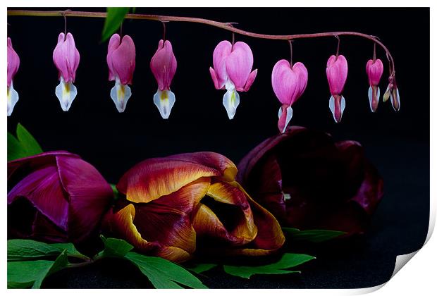 Bleeding Heart, Dicentra Spectabilis and Tulips Print by Dawn O'Connor