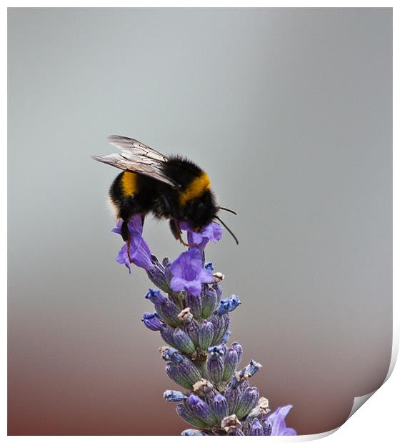 Bee on Lavender Print by Dawn O'Connor