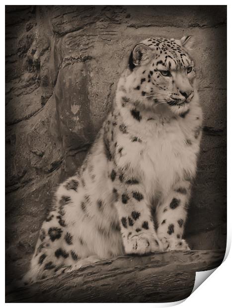 Snow Leopard once seen... Print by Lauren Meyerink