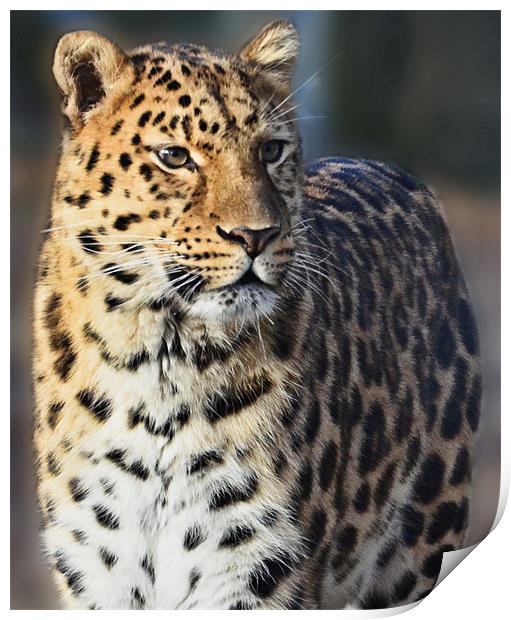 Marwell Leopard Print by Lauren Meyerink
