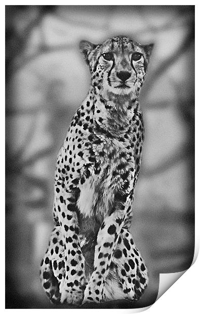 Cheetah Print by Lauren Meyerink