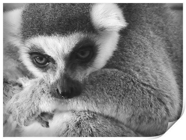 The wise Lemur Print by Lauren Meyerink
