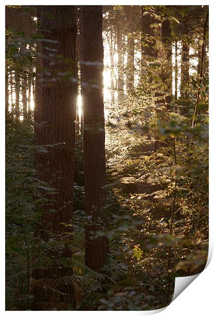 Sunrise through the wood's 2 Print by David Woollands