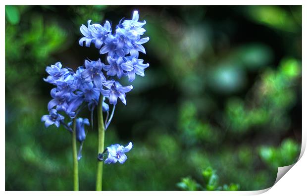 Bluebell HDR Print by Declan Howard