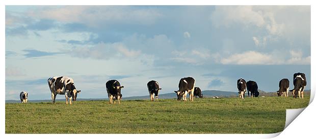 Spring Cattle Print by Declan Howard