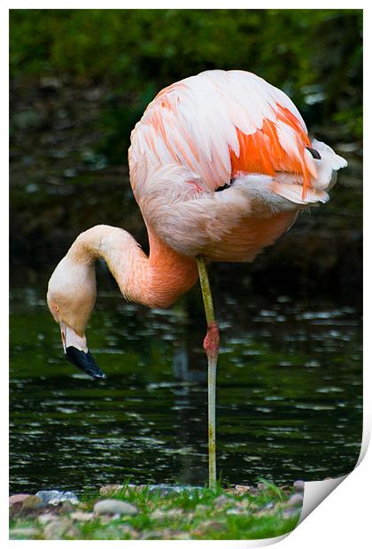 Pink Flamingo Print by Declan Howard