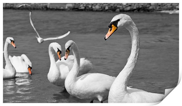 Swans Print by Declan Howard