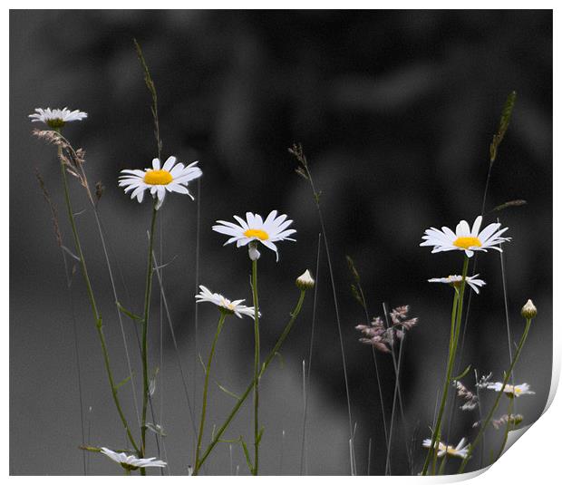 Daisies Print by Declan Howard