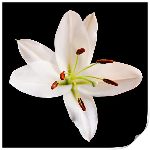 White Lily Print by Declan Howard