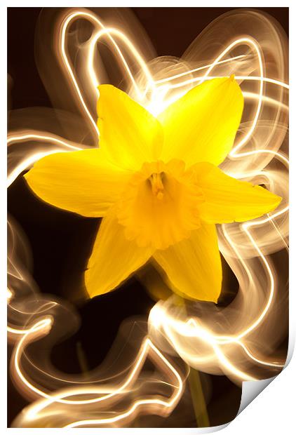 Daffodil Light Show Print by Declan Howard