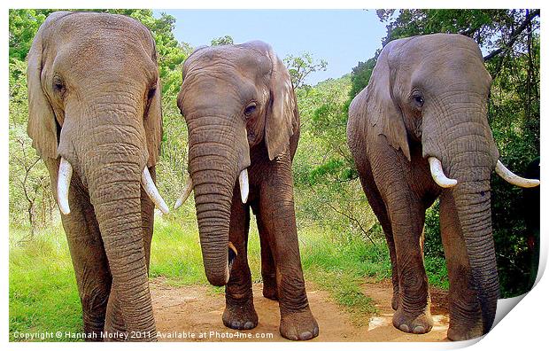South African Elephants Print by Hannah Morley
