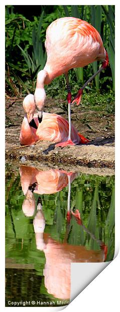 Flamingo Love Print by Hannah Morley
