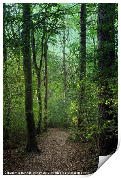 Friston Forest, Sussex Print by Hannah Morley