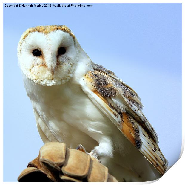 Barn Owl Print by Hannah Morley