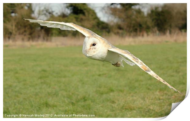 Barn Owl in Flight Print by Hannah Morley