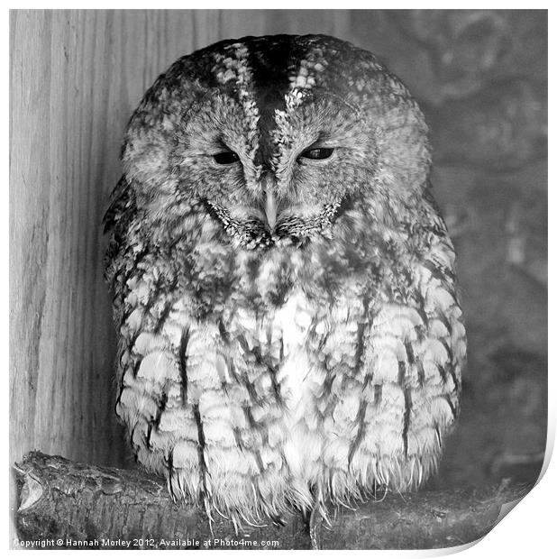 Sleepy Tawny Owl Print by Hannah Morley