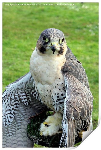 Hybrid Falcon Protecting his Lunch! Print by Hannah Morley
