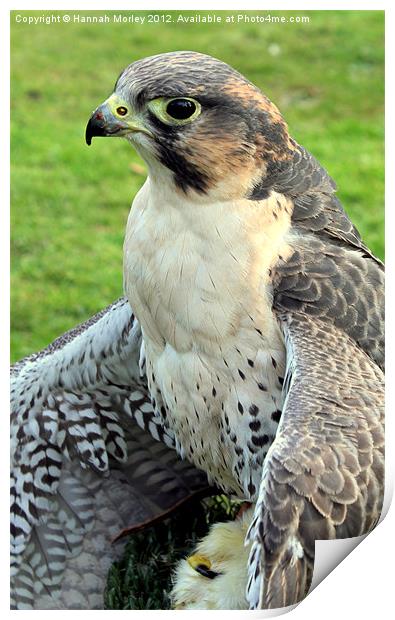 Hybrid Falcon protecting his lunch! Print by Hannah Morley