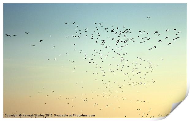 Flock of Seabirds Print by Hannah Morley